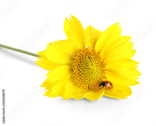 Ladybug on a bright yellow ...