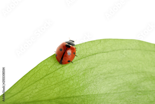 Red ladybug with black spot...