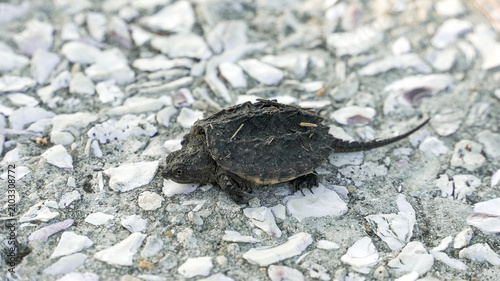 Bild auf Leinwand Baby snapping turtle walking on ground with shell fragments
