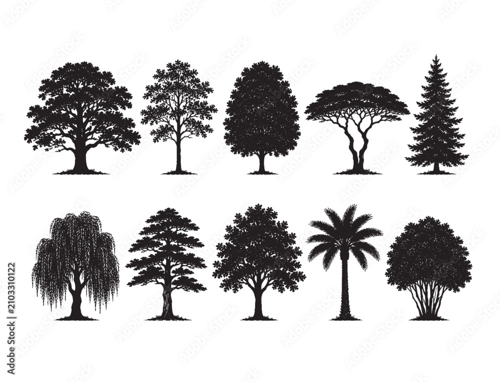 Fototapeta premium Broadleaf Oak Pine Palm Tree Silhouette Set, CAD Line Art Vector for Tropical Landscape Architecture Elevation, Plant Section Isolated on White