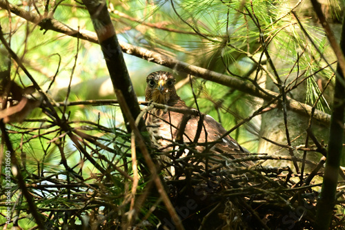 A Cooper Hawk sits perched on it's nest high in the tangled branches of a pine tree