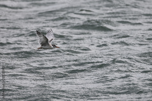 Obraz na plátně common tern fledgling