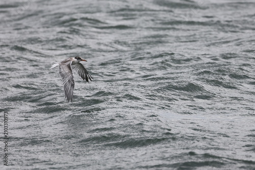 Foto common tern fledgling