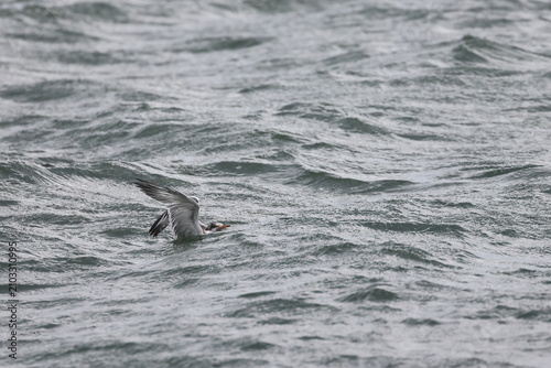 Foto common tern fledgling
