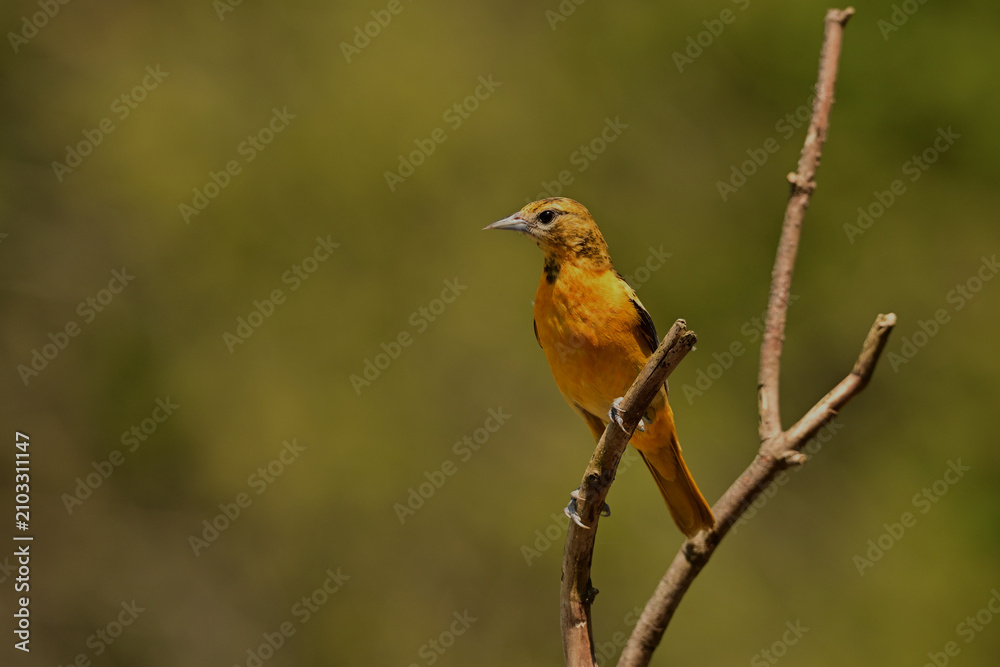 Fototapeta premium Female Northern Baltimore Oriole bird perched on a branch