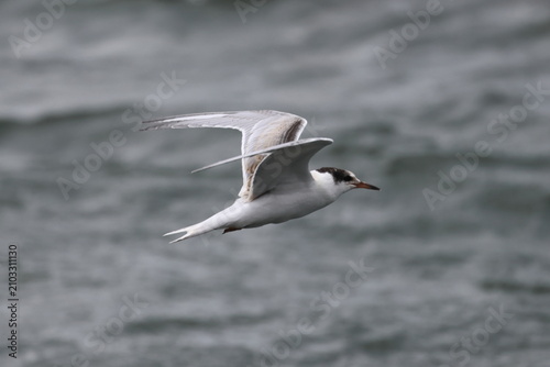 Bild auf Leinwand common tern fledgling
