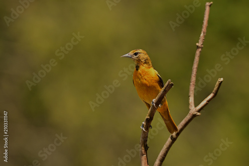 Female Northern Baltimore Oriole bird perched on a branch