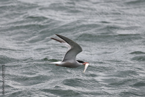 Foto common tern fledgling