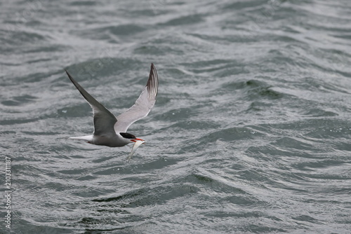 Billede på lærred common tern fledgling