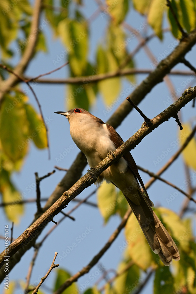 Obraz premium Black-billed Cuckoo bird sits perched in a tree
