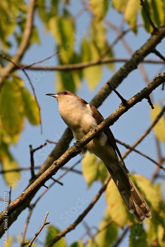 Black-billed Cuckoo bird sits perched in a tree