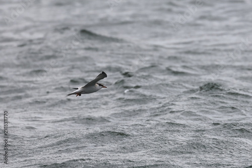 Foto common tern fledgling