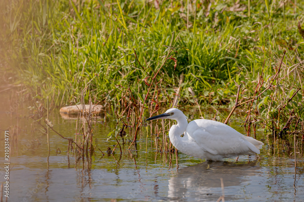 Obraz premium Little Egret Egretta garzetta Hunting in Lake Geneva Wetland in Switzerland