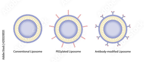 Conventional Liposome, PEGylated Liposome and Antibody-modified liposomes. Phospholipids, bilayer with hydrophilic head and hydrophobic tails. Drug delivery. Drug encapsulation. Vector illustration.