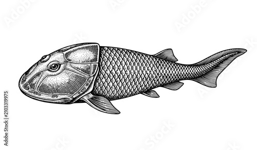 Fotografie Cephalaspis Prehistoric Fish Vintage Engraving Vector Illustration EPS