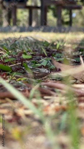 Vertical shot of red leafcutter ants carrying green leaf pieces across the ground in a public park
