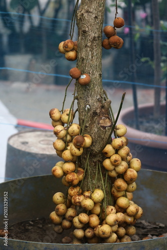 Baccaurea ramiflora tree trunk heavily laden with clusters of ripe burmese grape fruit in a nursery pot baccaurea ramiflora tropical