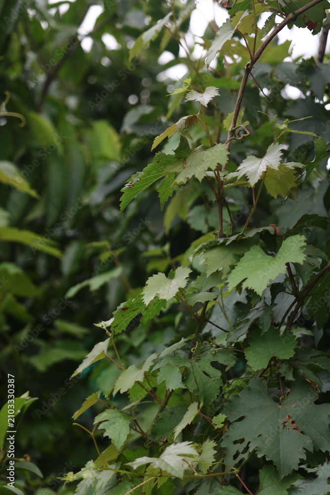 Obraz premium Dense lush grapevine leaves filling the frame in a natural summer garden with grapevine viticulture botanical climbing environment