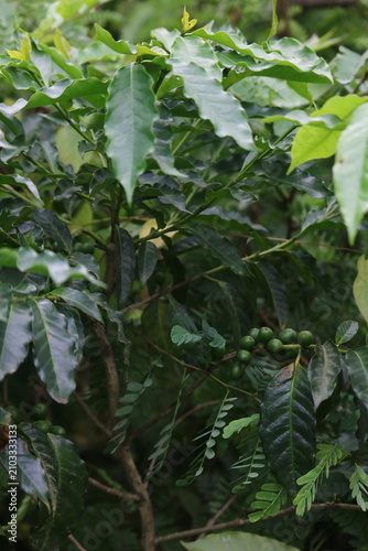 Fresh green coffee beans growing on a coffee plant bush in a tropical plantation with agriculture cultivation tropical plantation