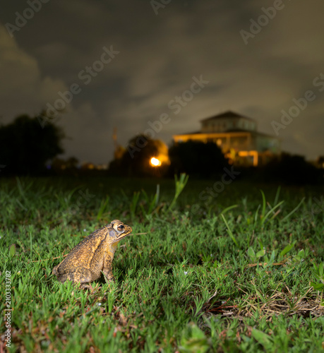 An urban Gulf Coast toad (Incilius nebulifer) in a park at night, Galveston, texas, USA.