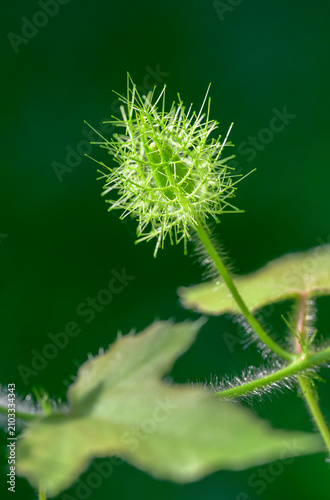 Flower bud of the scarletfruit passionflower (Passiflora foetida var. Lanuginosa) covered by bracts and young leaves, Galveston, Texas