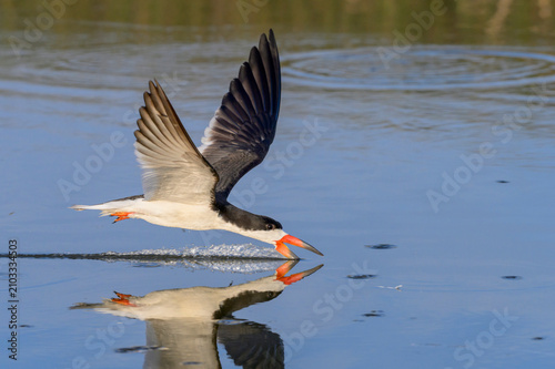 black skimmer (Rynchops niger) hunting little fish in tidal lagoon, Galveston, Texas, USA.
