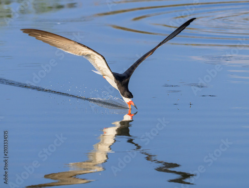 black skimmer (Rynchops niger) hunting in tidal lagoon, Galveston, Texas, USA.