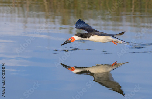black skimmer (Rynchops niger) with a just caught little fish while hunting in tidal lagoon, Galveston, Texas, USA.