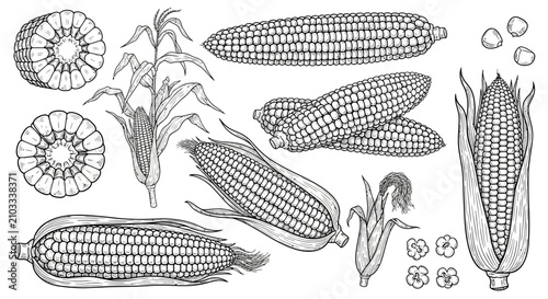 Foto Vintage engraving style illustration set of sweet corn cob, stalk, and sliced ke