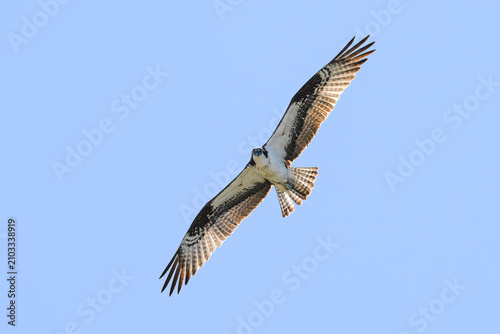 Osprey Pandion haliaetus hunts flying with wings spread and feather detail against blue sky watching point of view