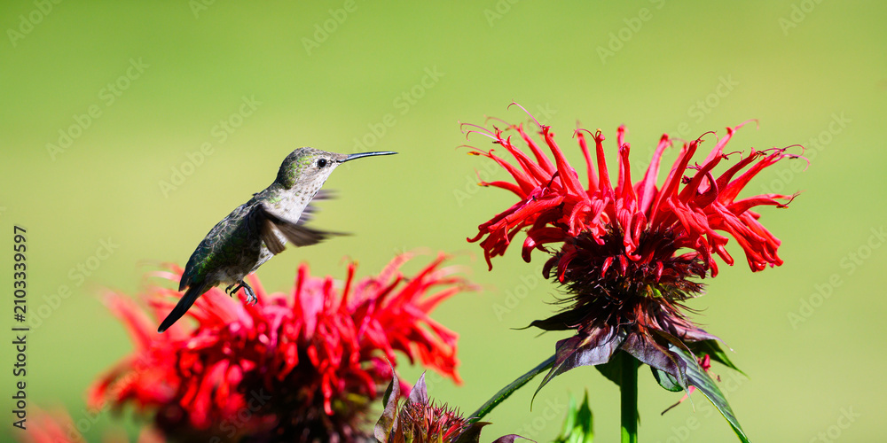 Fototapeta premium Anna's Hummingbird Calypte anna hovering over red bee balm flower Monarda didyma