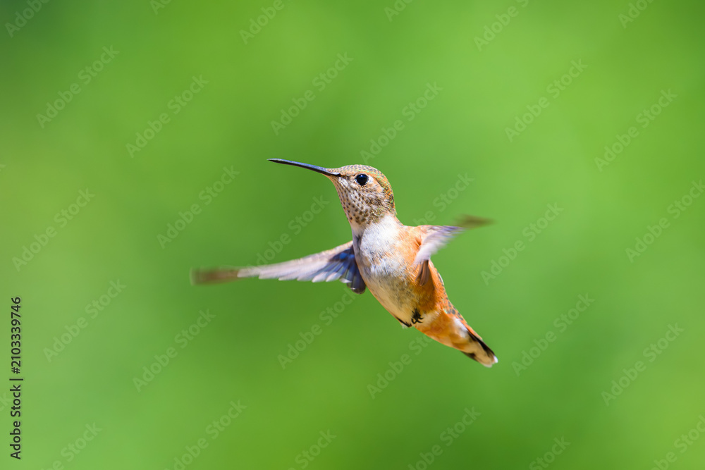 Obraz premium Rufous hummingbird Selasphorus rufus hovering in profile with wings in motion and green background