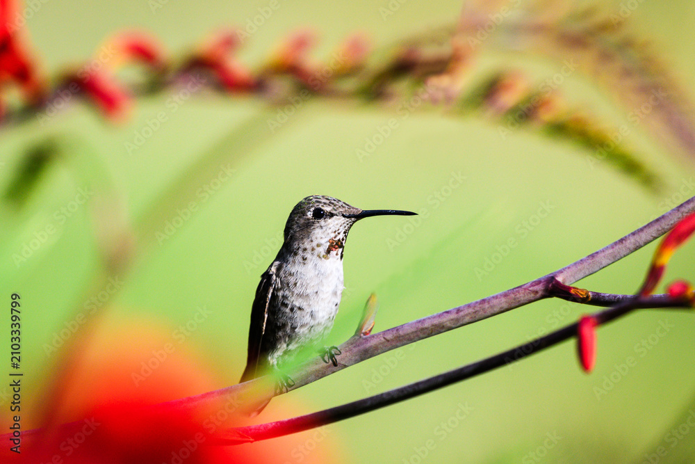 Fototapeta premium Annas Hummingbird Calypte anna framed while perched on flower stalk in summer