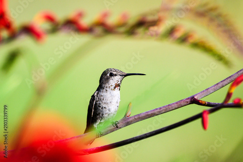 Annas Hummingbird Calypte anna framed while perched on flower stalk in summer