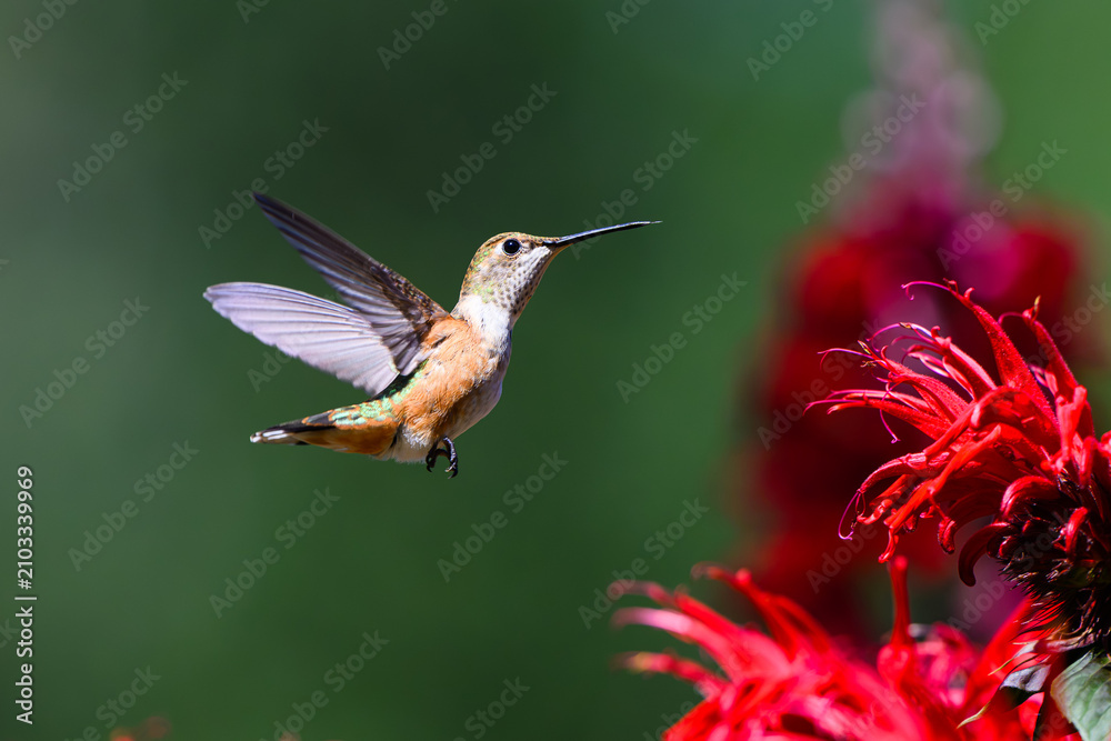 Fototapeta premium Rufous hummingbird Selasphorus rufus hovering with red bee balm flower in profile with wings back