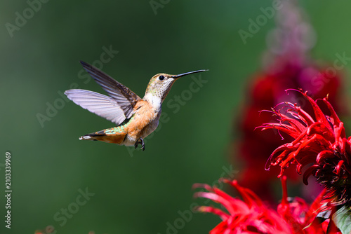 Rufous hummingbird Selasphorus rufus hovering with red bee balm flower in profile with wings back