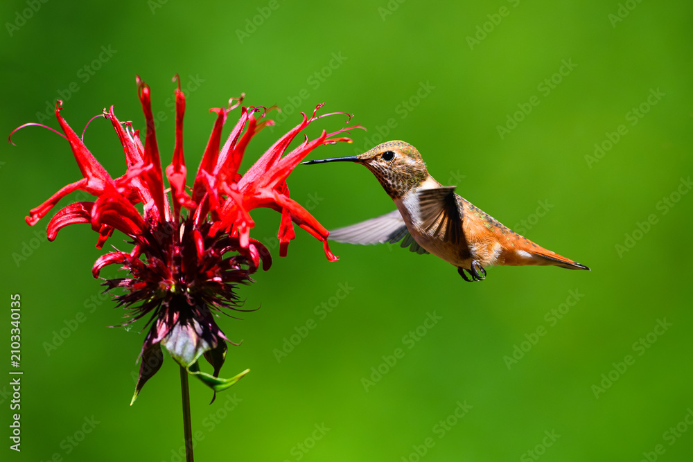 Fototapeta premium Rufous hummingbird Selasphorus rufus approaching red bee balm flower in profile against green background in summer
