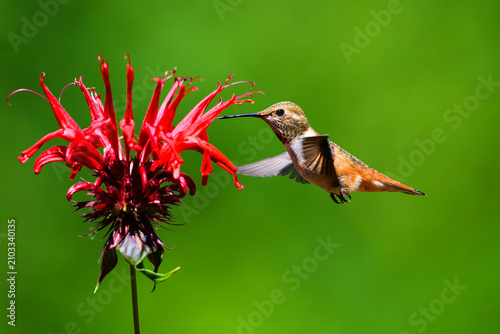 Rufous hummingbird Selasphorus rufus approaching red bee balm flower in profile against green background in summer