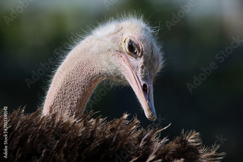 Фотография portrait of a red necked ostrich, Struthio camelus camelus