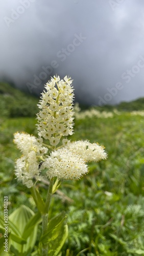高山植物