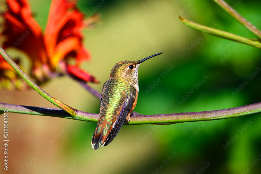 Fototapeta premium Rufous hummingbird Selasphorus rufus resting on stem of garden flower in warm light