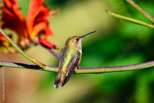 Rufous hummingbird Selasphorus rufus resting on stem of garden flower in warm light