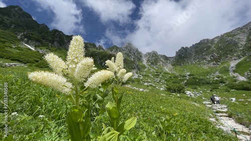 高山植物