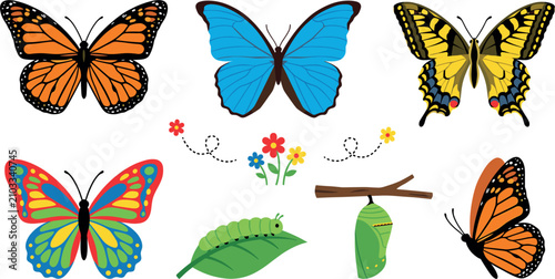 Konstfotografi Butterfly life cycle and species vector set with monarch, morpho, caterpillar,