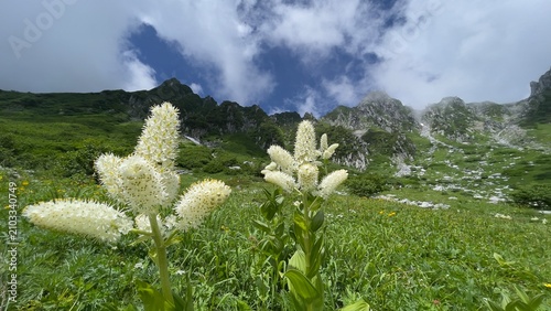 高山植物