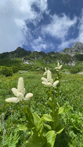 高山植物
