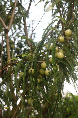 Ripening indian gooseberry fruits hanging on phyllanthus emblica tree branch with gooseberry phyllanthus agriculture botanical