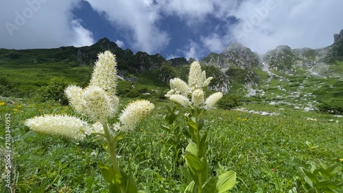 高山植物