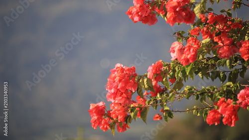 Foto Vibrant red bougainvillea blossoms on leafy green branches with soft bokeh mount