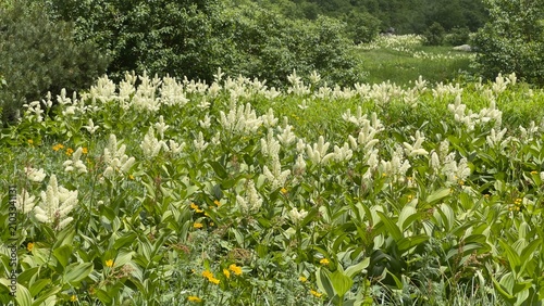 高山植物